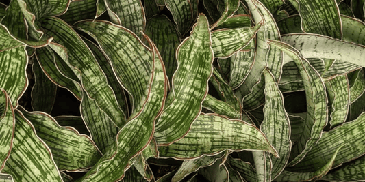 a close up of the variegated green leaves of many sansevieria trifasciata Cleopatra snake plants