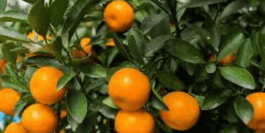 a close up of bright orange satsuma tangerines growing troughout the foliage of a satsuma tangerine tree