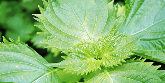 a close up of the bright green leaves of a shiso perilla plant