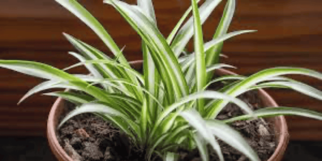a close up of a variegated spider plant with a wooden background