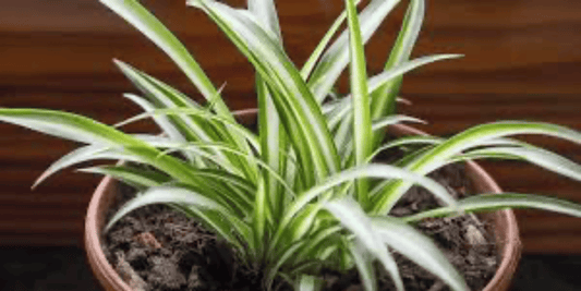 a close up of a variegated spider plant with a wooden background