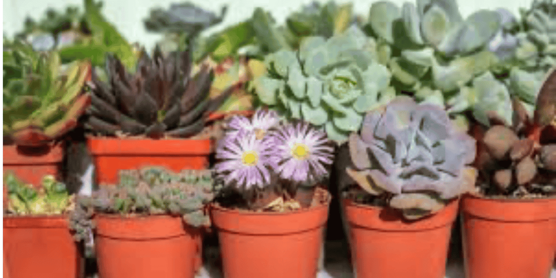 a group of various potted succulents all in rows