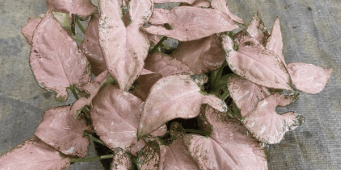 the pale pink arrow head leaves of a syngonium pink allusion plant with a concrete background