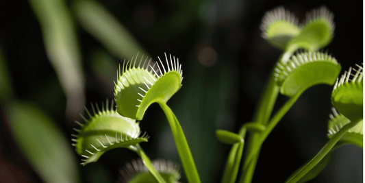the top of a Venus Flytrap plant with sharp needle like ends with a blurred background