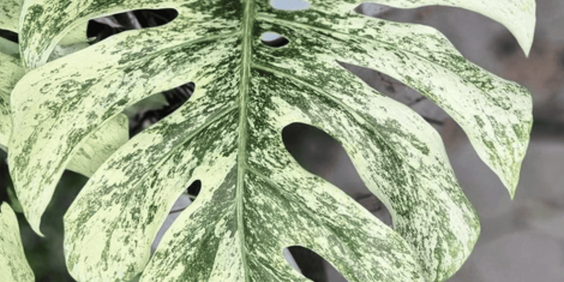 a close up of a white and green variegated leaf of a monstera white monster tropical houseplant