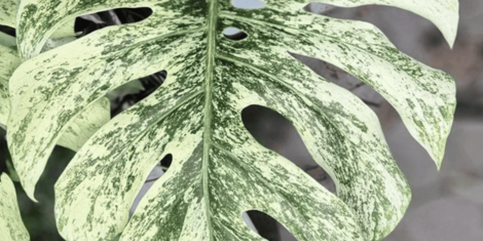 Monstera White Monster Care Guide | Urbane Eight – Urbane Eight Inc.