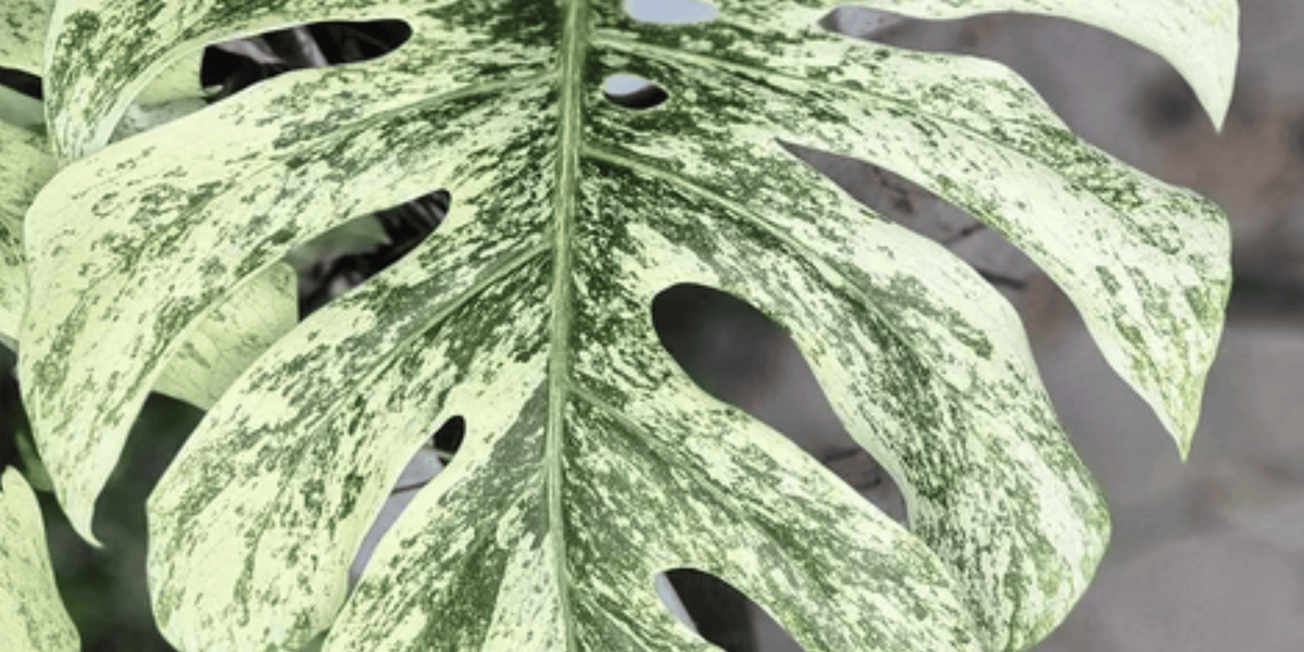 Monstera White Monster Care Guide | Urbane Eight – Urbane Eight Inc.