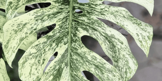 a close up of a white and green variegated leaf of a monstera white monster tropical houseplant