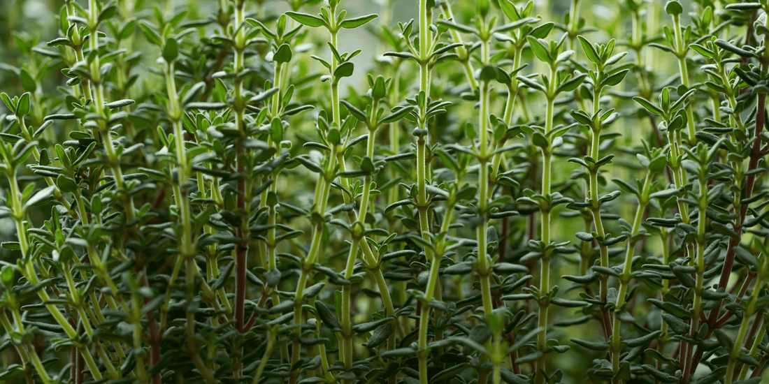 a close up of many growing winter thyme plants