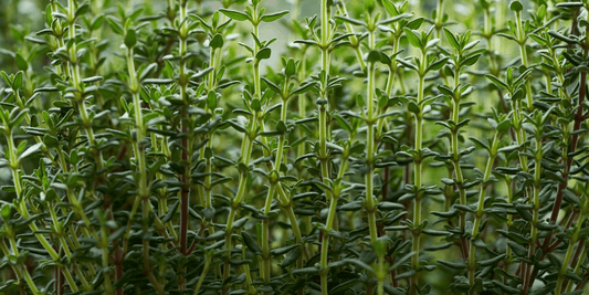 a close up of many growing winter thyme plants