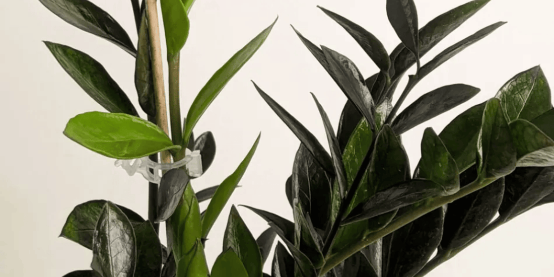 a close up of the dark leaves of a zz zamicro black raven zz plant