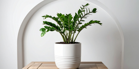 zz zamicro house plant in a white pot infront of a white wall