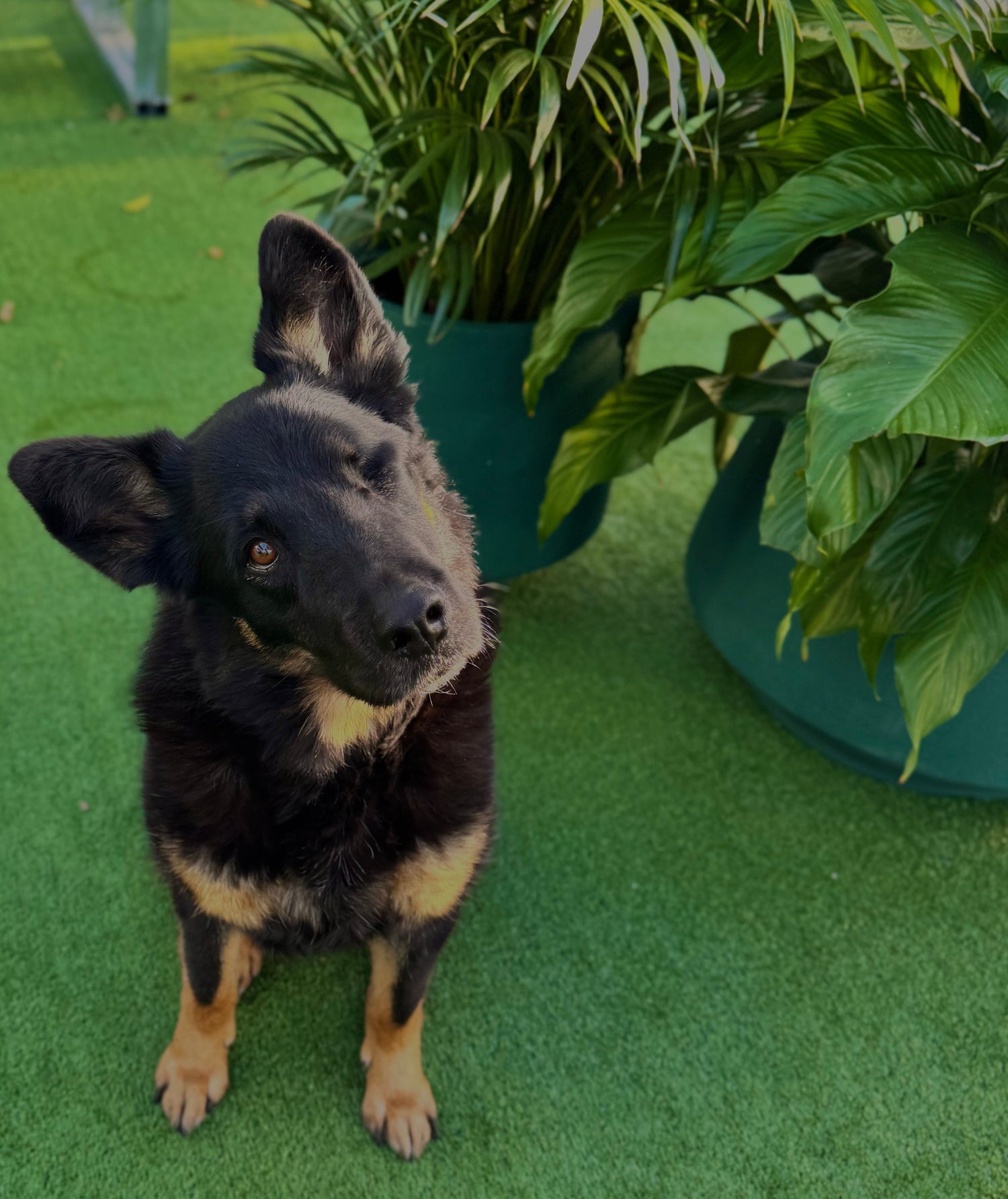 Pet Friendly Plants