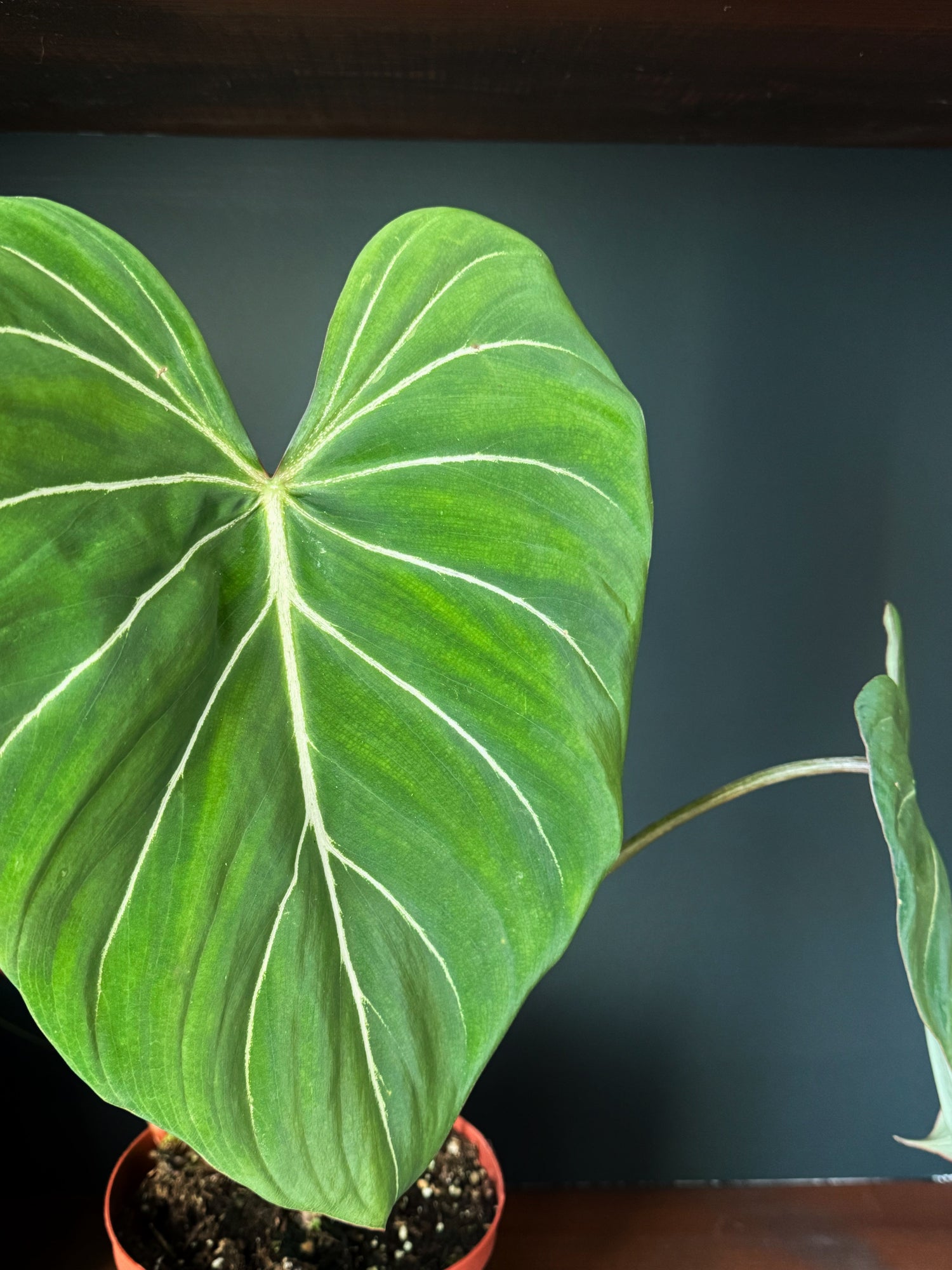 The Plant Lovers Club