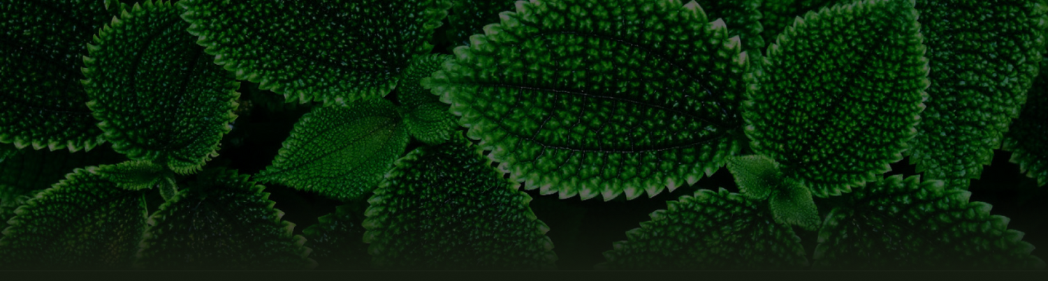 Shop Plants