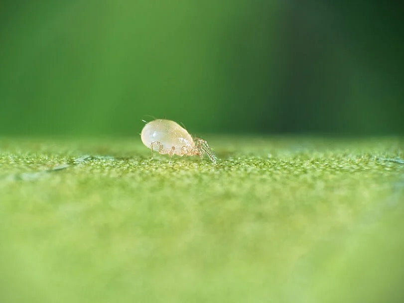 Beneficial Bugs