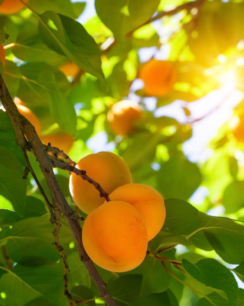 a picture of apricots hanging in an apricot tree with the sun peaking through the leaves and green foliage in the background