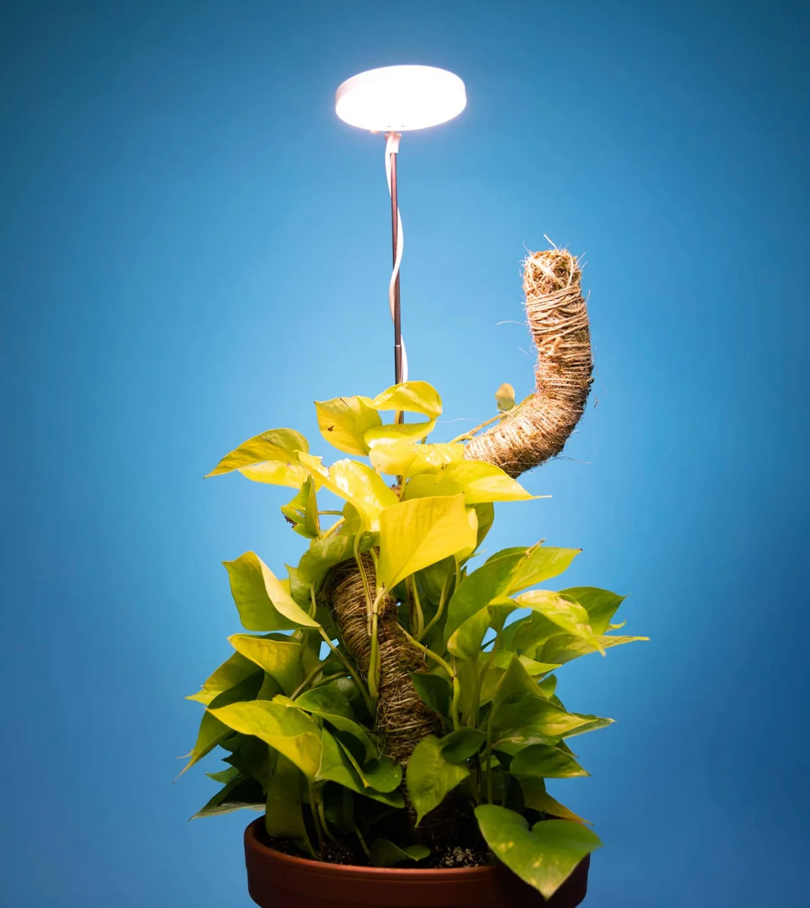 an led grow light illuminating a tropical houseplant against a blue background