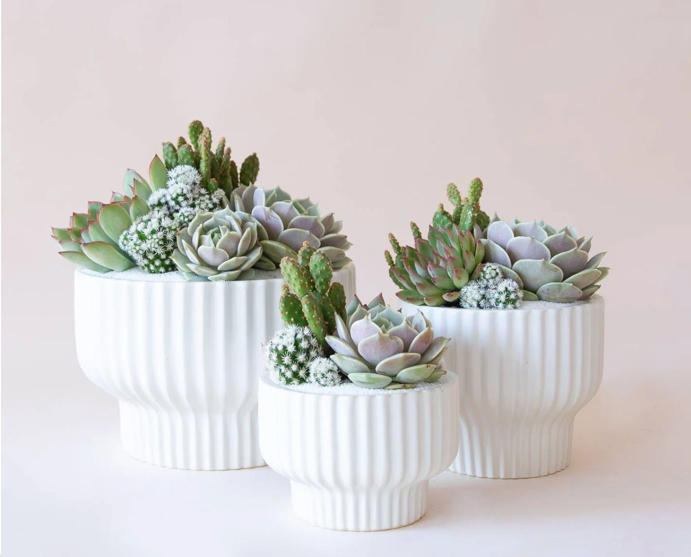 2 white ribbed ceramic planters filled with succulents against a plain background