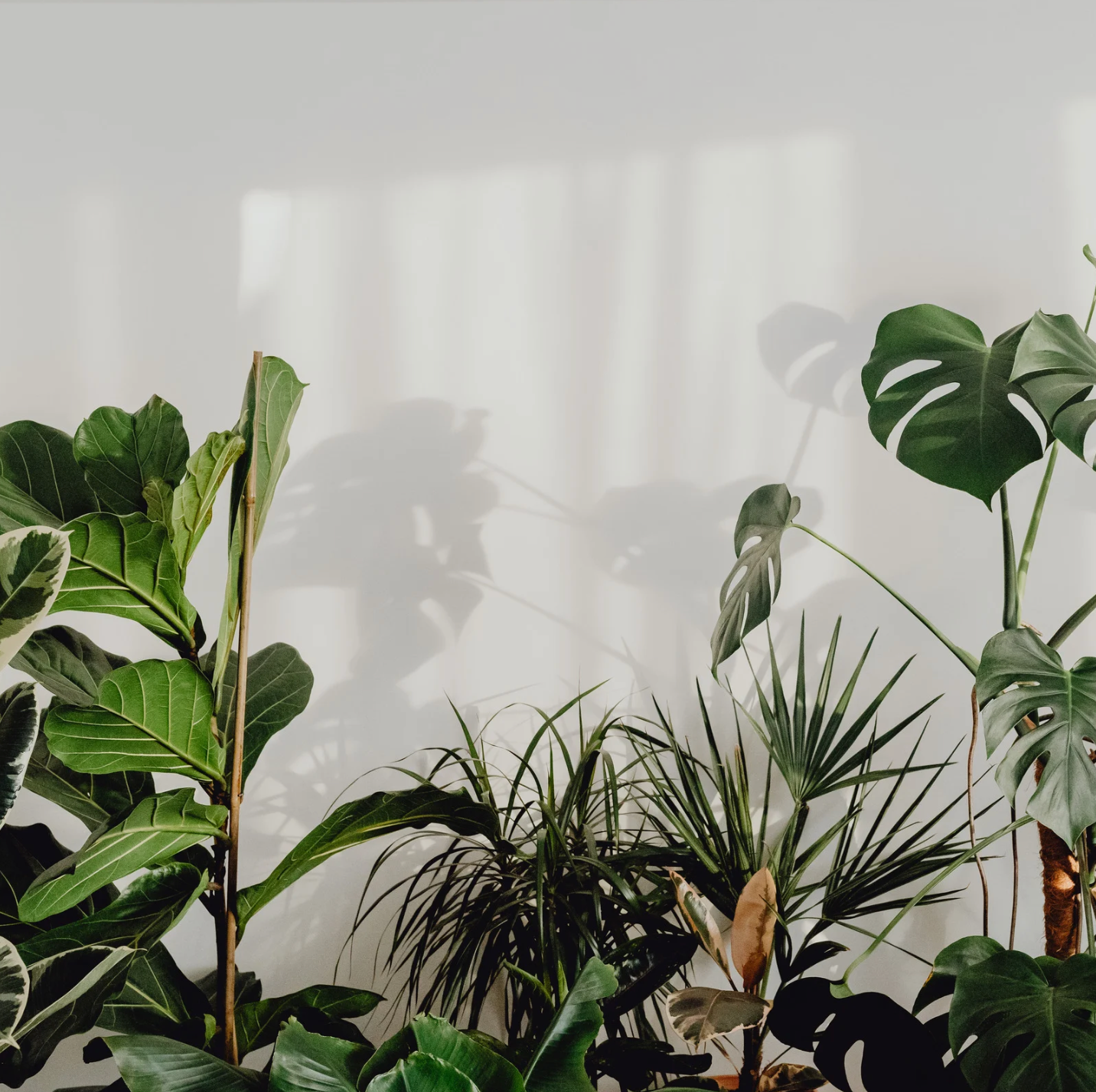 a large variety of tropical houseplants against a plain white wall
