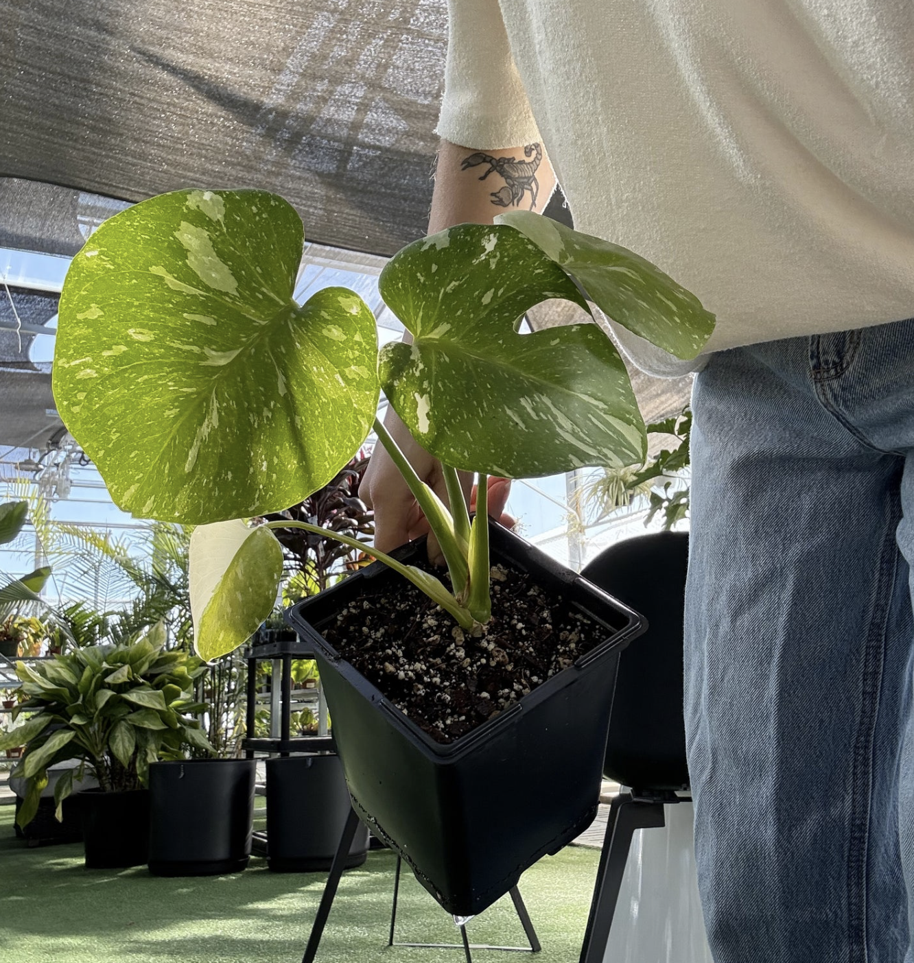 a person holding a potted monstera thai constellation tropical rare houseplant in a greenhouse setting