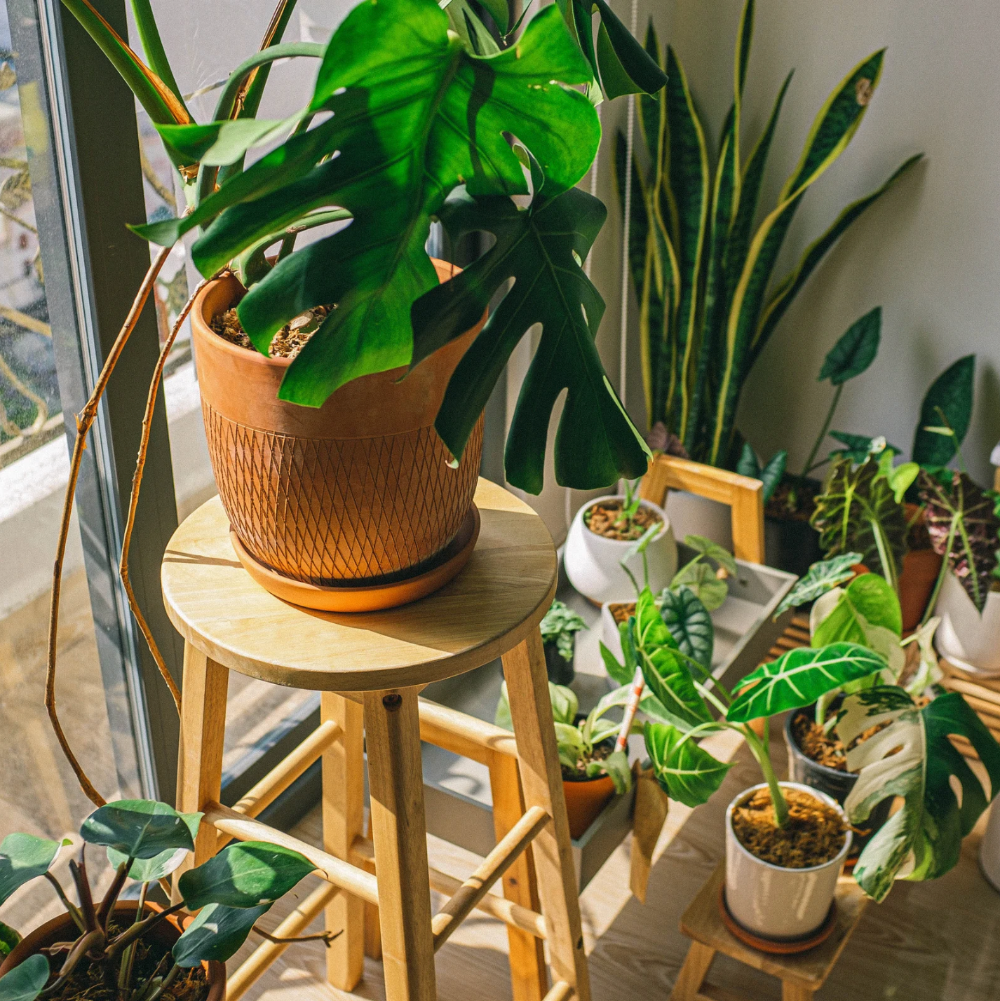 a wide variety of tropical houseplants resting by a sunny window