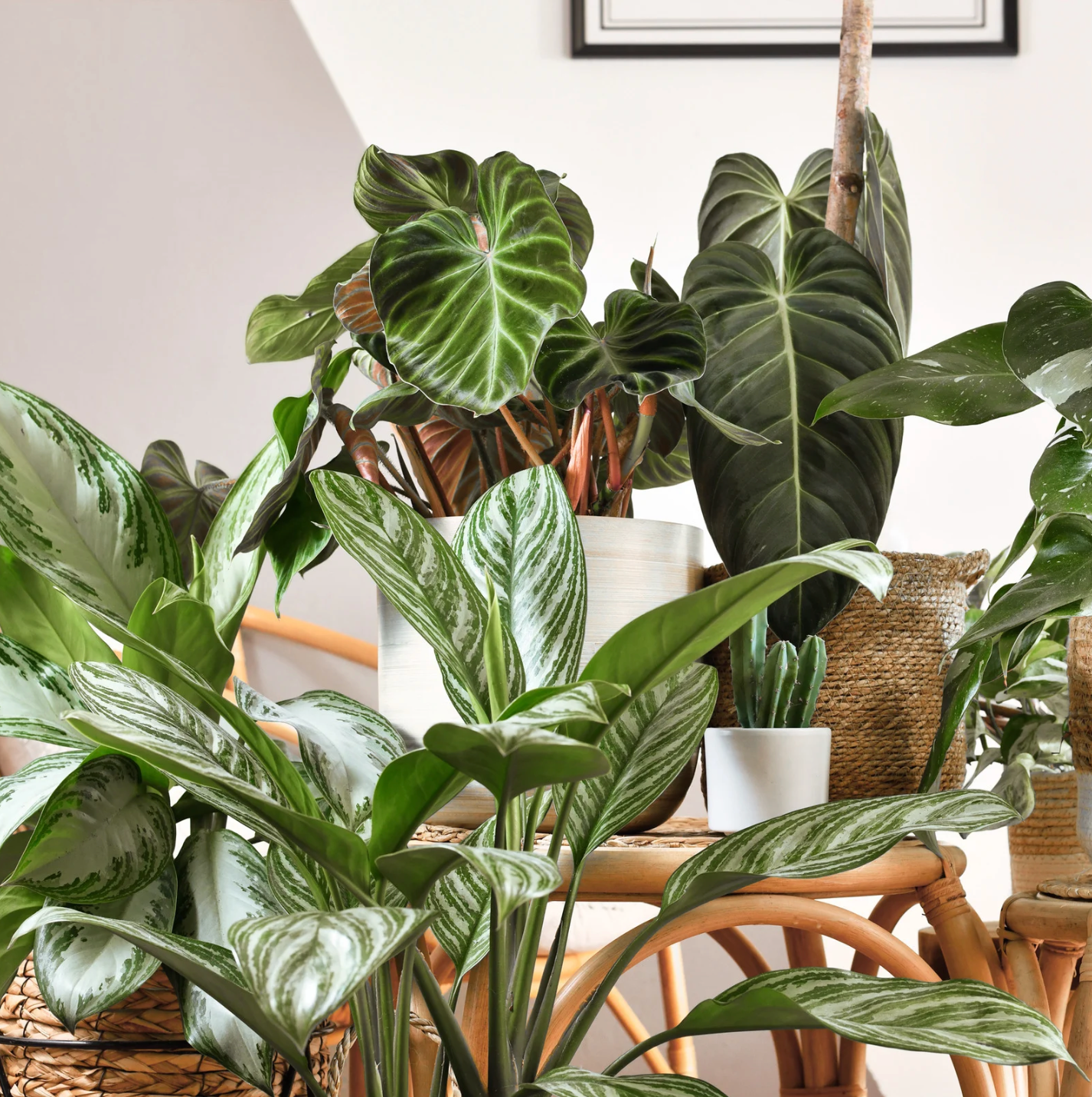a wide variety of tropical houseplants with a plain background