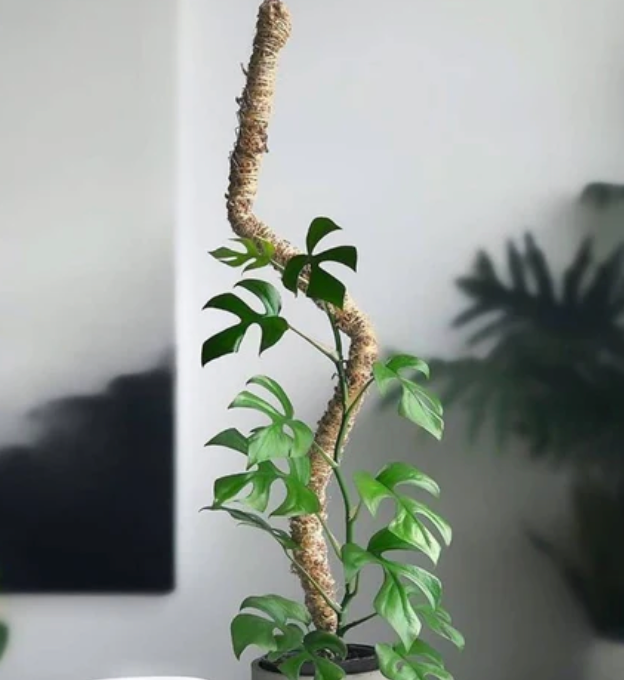 a tropical houseplant climbing a bend moss poll