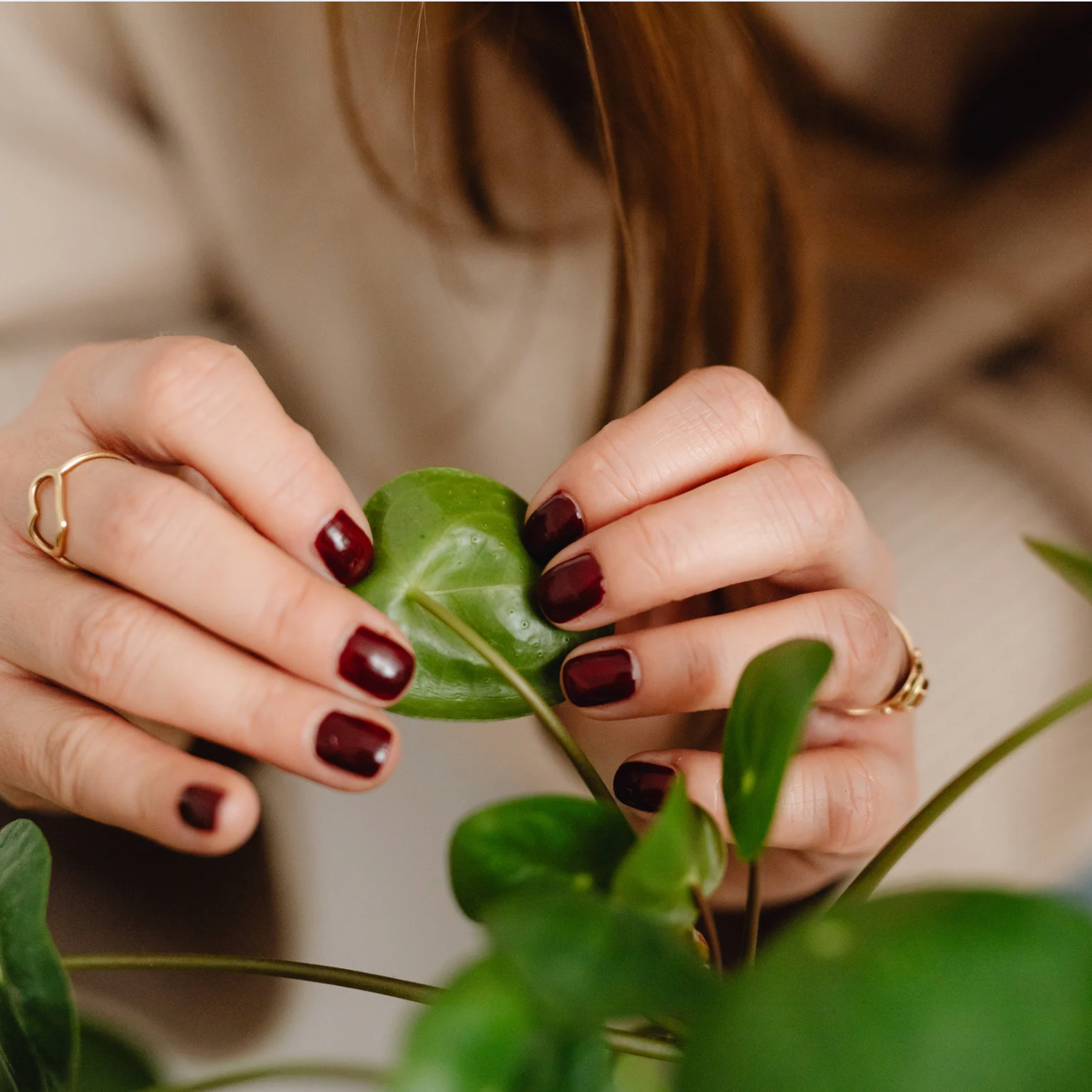 a person closely inspecting a tropical indoor houseplant