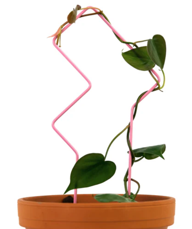 a pink plant trellis with a tropical plant climbing up it