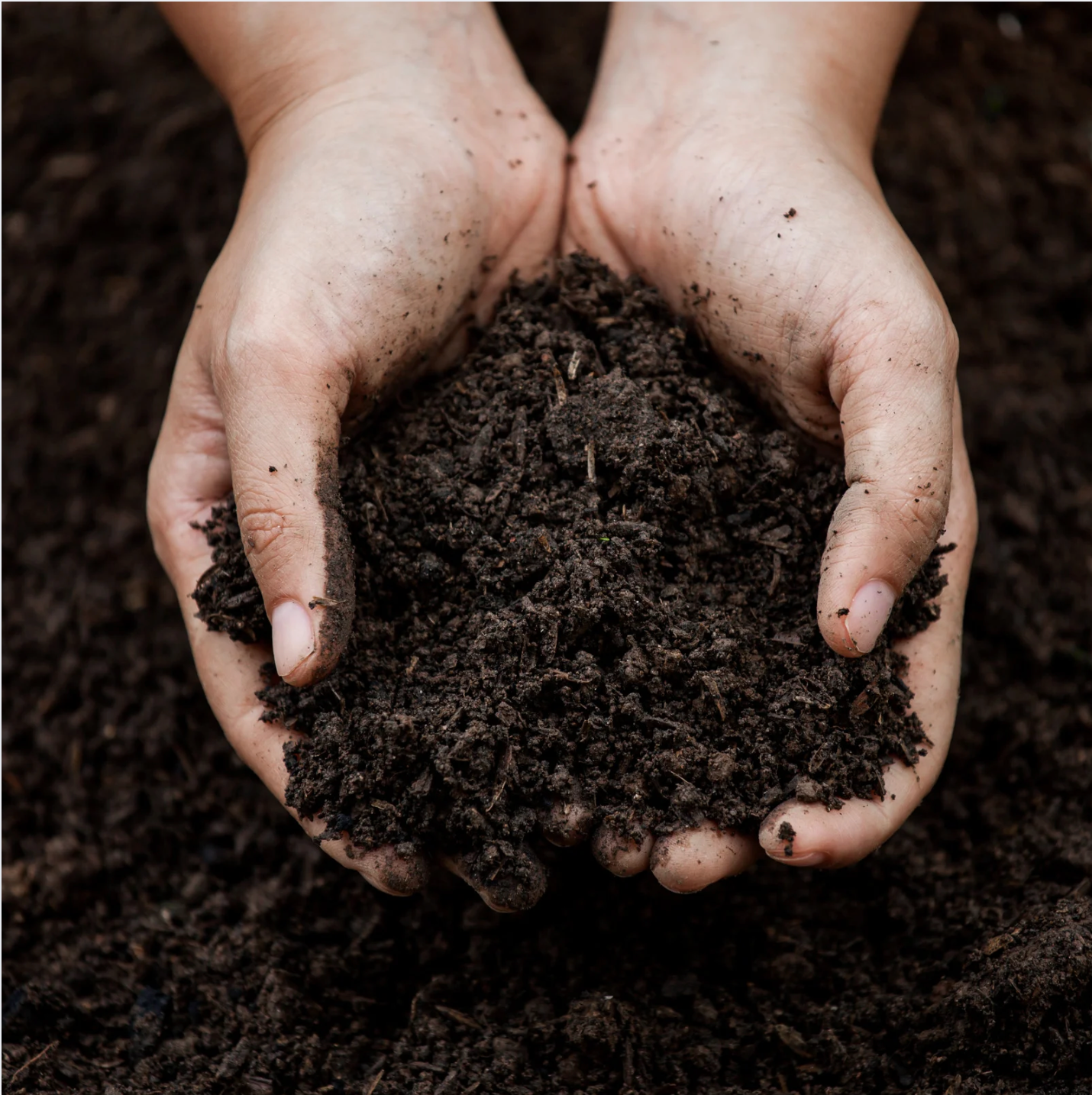 hands holding loose potting soil