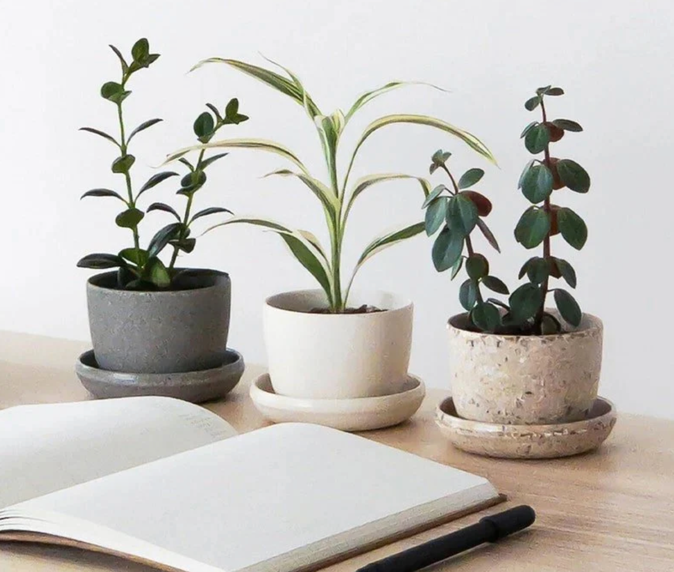 three different tropical houseplants planted in 3 different coloured Kanso designs pots with a plain background