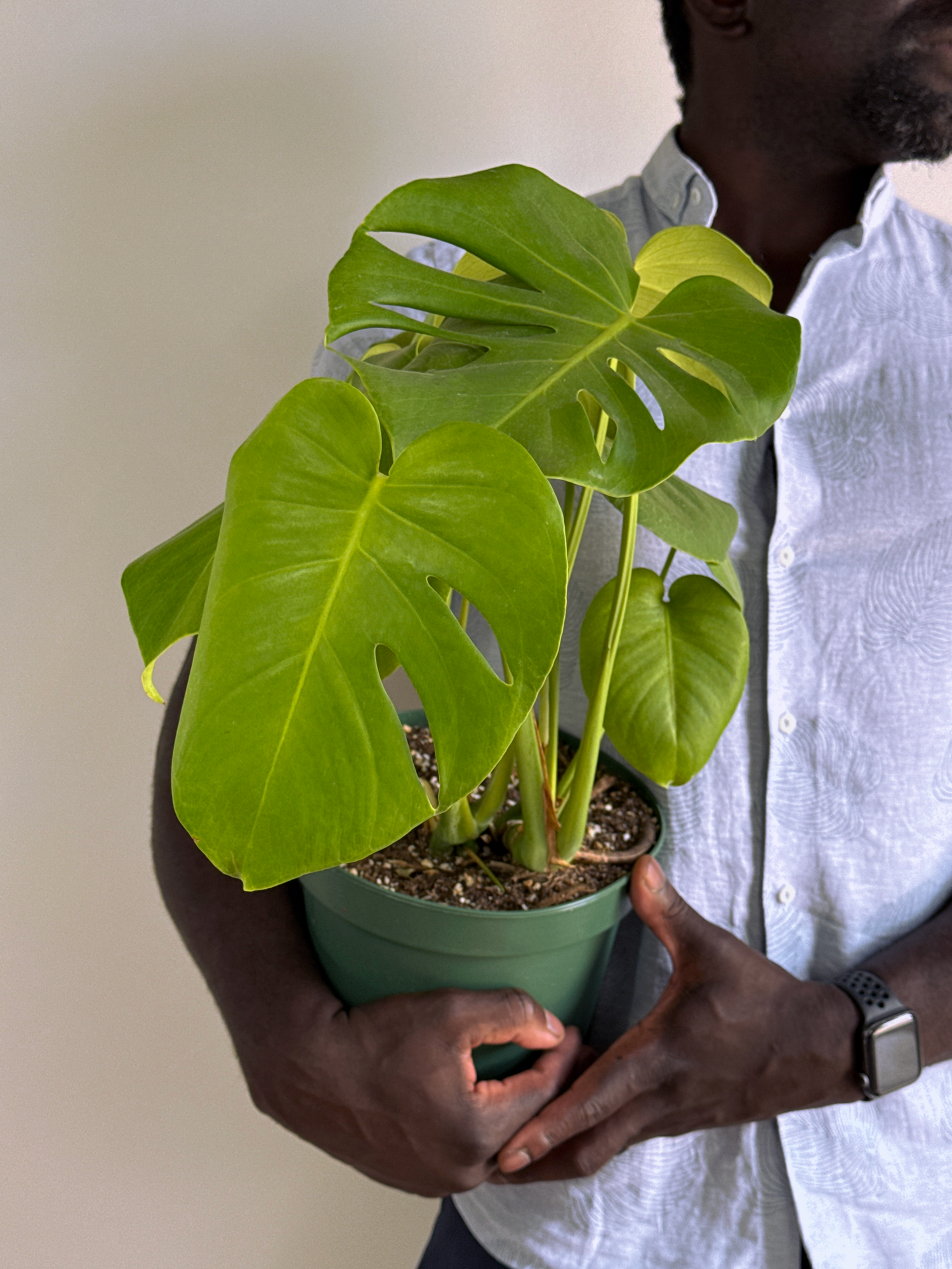 a man holding a monstera deliciosa houseplant in a green pot against a white background 