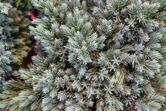 Genévrier Blue Chip