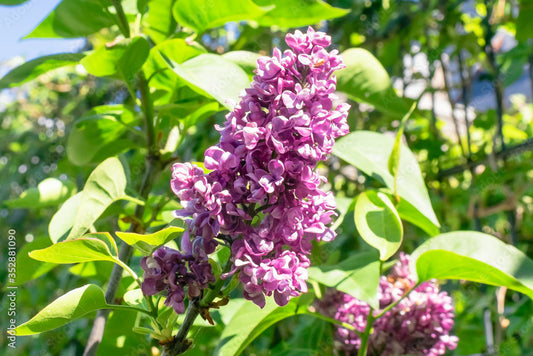 Charles Joly French Lilac