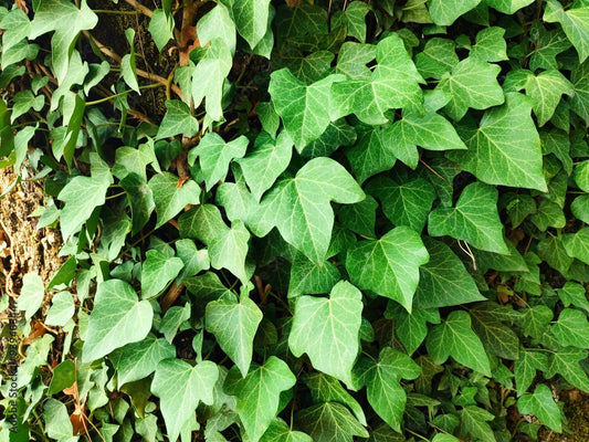 Englemann Ivy