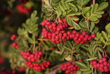 Russian Mountain Ash