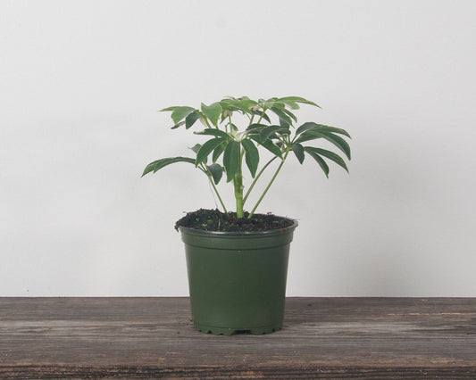 Schefflera-Moonlight (Schefflera arboricola 'Moonlight')
