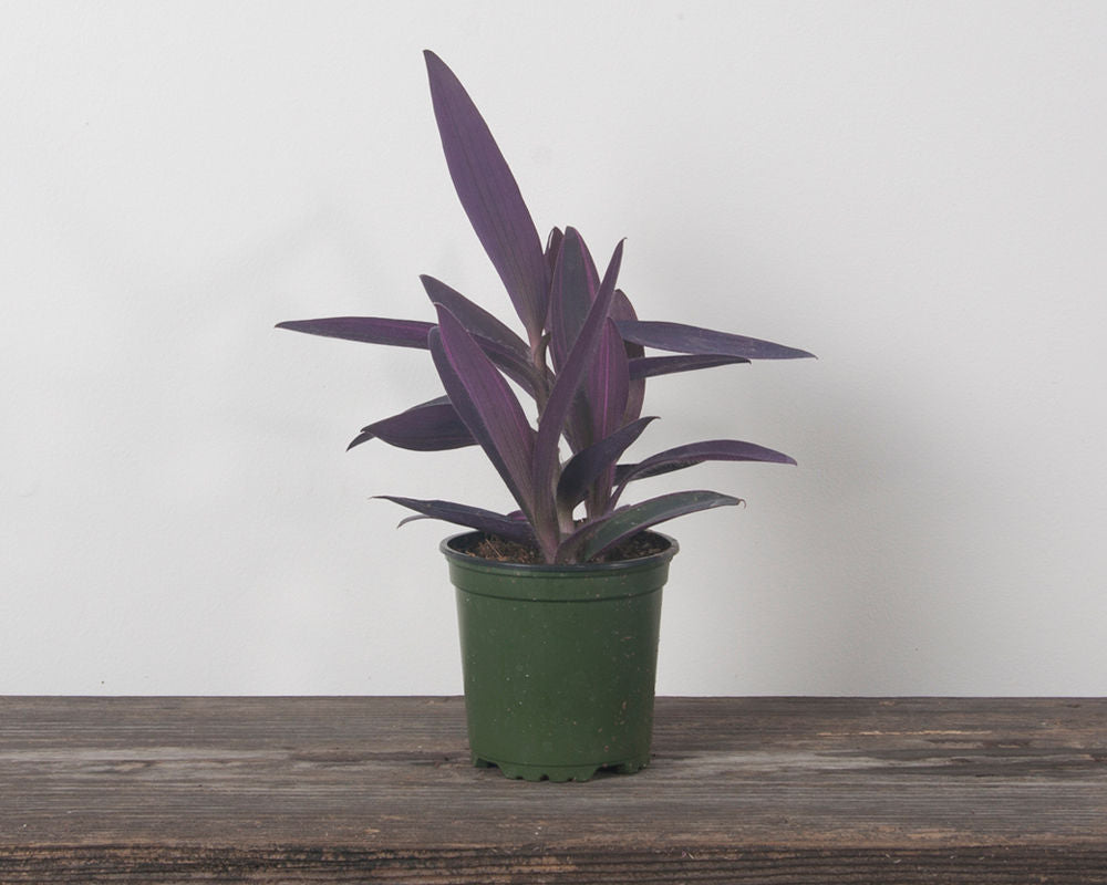 Purple Heart (Tradescantia pallida)