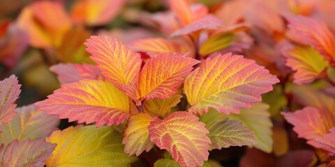 Amber Jubilee™ Ninebark (FE)