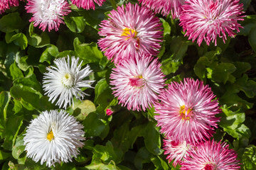 Habanera Mix English Daisy