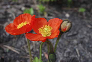 Garden Gnome Iceland Poppy