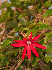 Passiflore 'Rouge' sur treillis (Passiflora spp.)