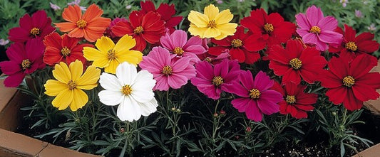 ASSORTIMENT ANNUEL COSMOS 4