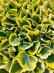 Hosta Liberty