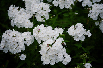Early® White Garden Phlox