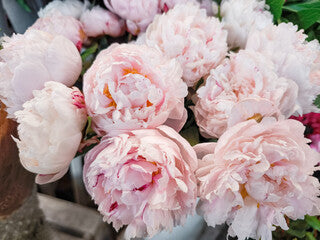Double Pink Peony