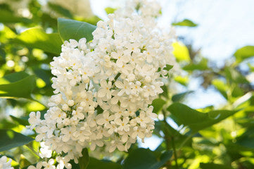 Lilas japonais en soie ivoire