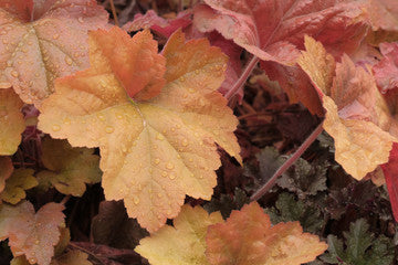 Southern Comfort Coral Bells