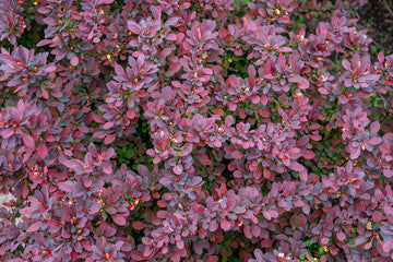 Concorde Barberry